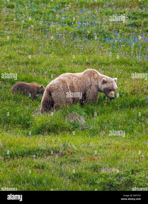 Female Sow Grizzly Bear Ursus Arctos Horribilis With Cubs Sable