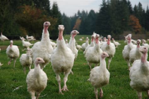 pasture raised turkeys mother earth news
