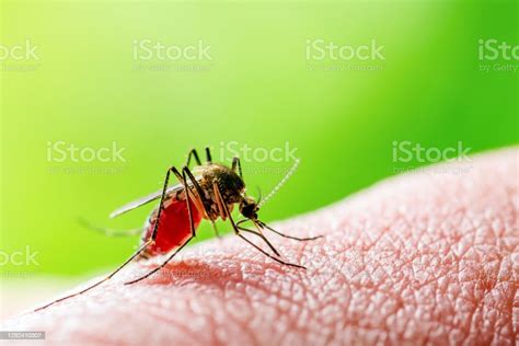 Dangerous Malaria Infected Mosquito Bite On Green Background