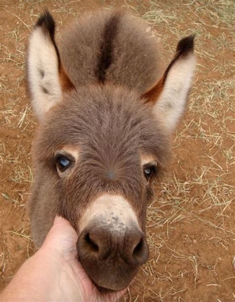 Miniature Donkeys Are Real And Theyre The Cutest Thing Ever