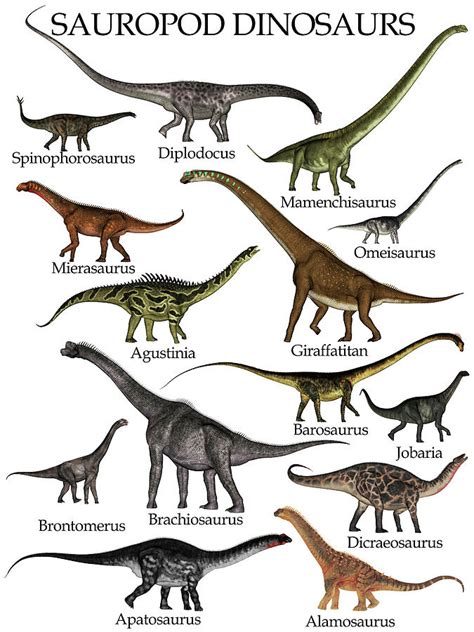 Collection Of Sauropod Dinosaurs Photograph By Elena Duvernay Pixels