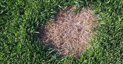 A Once In A Lifetime Cure For The Lawn Rust Disease Amy Krist