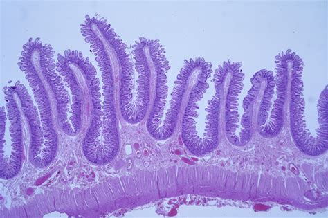 Defining Histology And How Its Used