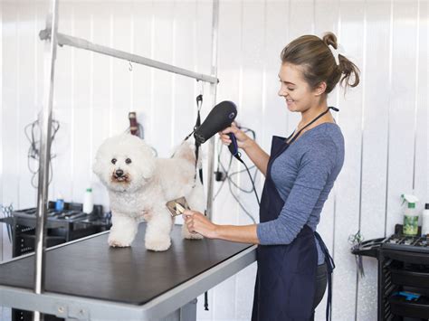 Dog Grooming Jobs Near Me