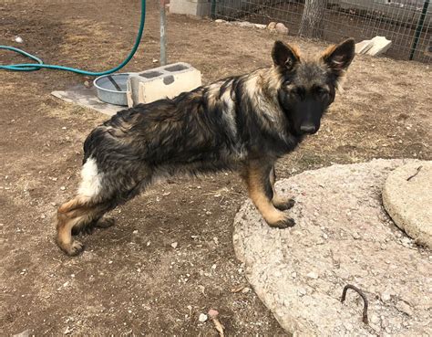 Akc Registered Long Haired German Shepherd Puppies For Sale Calico