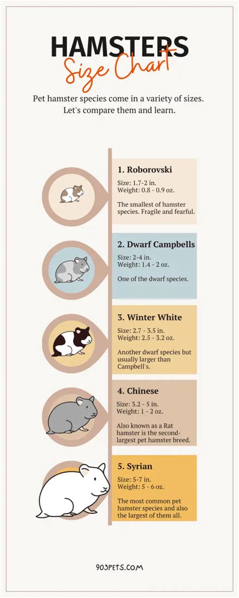 How Big Do Hamsters Get Sizes Of All Major Breeds Tables