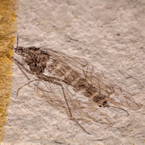 Rare Two Amazing Fossil Insects Barnebys