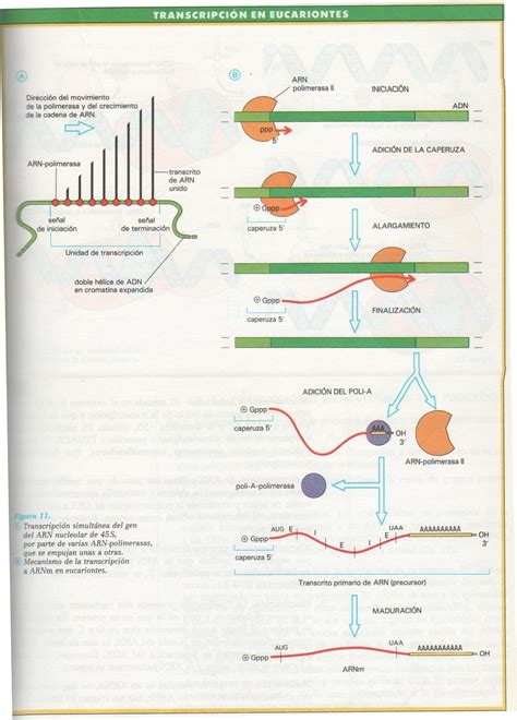 BiologÍa Y GeologÍa En El Colegio AlemÁn De Sevilla Replicación