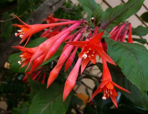 How To Grow Fuchsia Plant Care Types And Growing Tips Happy Diy Home