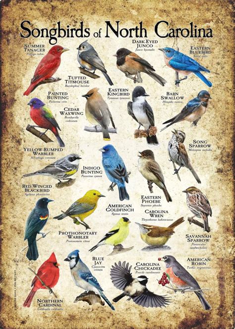 Songbirds Of North Carolina Poster Print