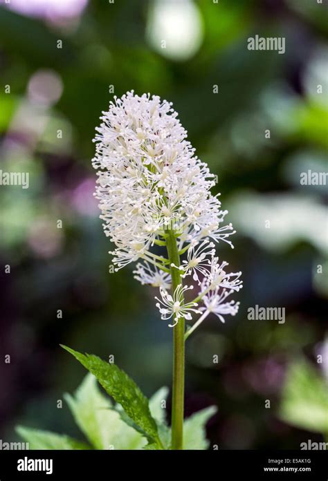 Bugbane Hi Res Stock Photography And Images Alamy