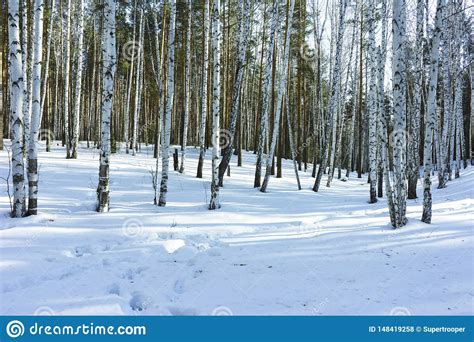 Sunny Day In Winter Birch Trees Forest Stock Photo Image Of Snow