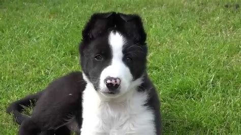 Border Collie Puppy 9 Weeks Old 4k Youtube
