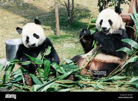 Two Pandas Eating Bamboo Stock Photo Alamy