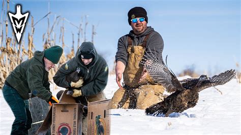 Trapping Wild Turkeys Why Is The Population Declining Midwest