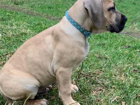 Mom 150 pounds fawn dad 170 pounds blue boerboel prices are paperless prices, i repeat these puppies will not have documents hence the pr. Boerboel Dogs and Puppies for sale in the UK | Pets4Homes