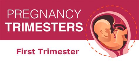 1st Trimester Weeks Development Physical And Psychological Changes