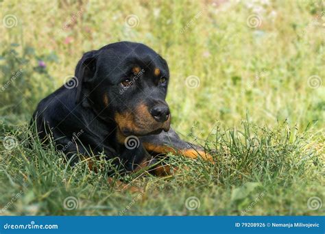 Rottweiler In The Grass Stock Photo Image Of Beautiful 79208926
