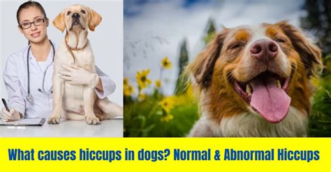 What Causes Hiccup In Dogs Normal And Abnormal Hiccups Serve Dogs