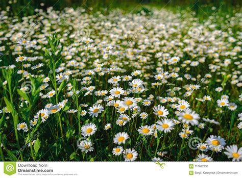 Selective Focus Daisy Flowers Wild Chamomile Green Grass And
