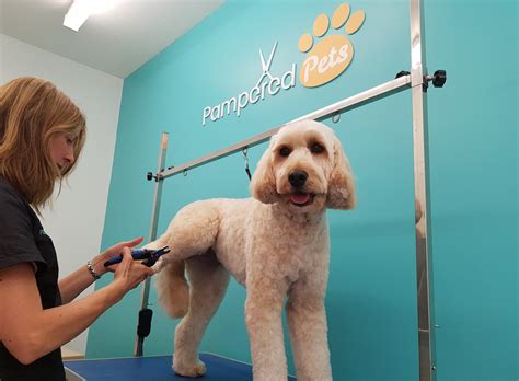From grooming to pet boarding to doggie daycare, we are dedicated to giving your dog or cat the best possible care. Pampered pets - Professional & Friendly Dog Grooming Service