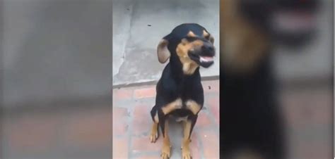 Video Viral La Perra Que Se Ríe Cuando La Retan Y Explotó Las Redes