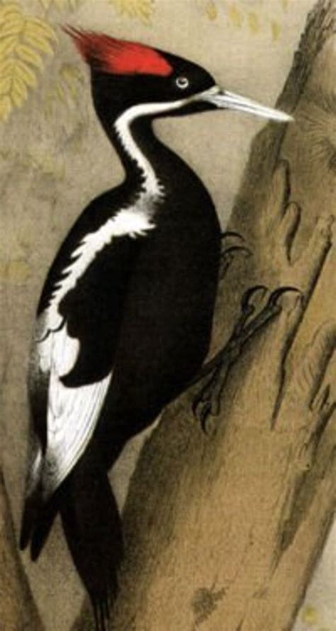 Ivory Billed Woodpecker Faith Hope And The Ivory Billed Woodpecker