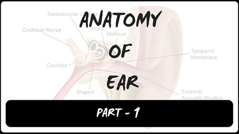 Anatomy Of External Ear Pinna Part 1 Inspiring Mindz Youtube