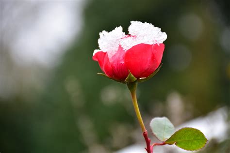 Snow Rose Liwesta Flickr