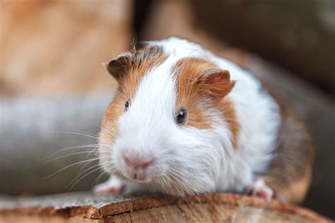 Can A Guinea Pig Play With Other Animals