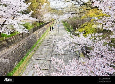 Cherry Blossoms Along The Site Of Keage Incline In Kyoto Japan Keage