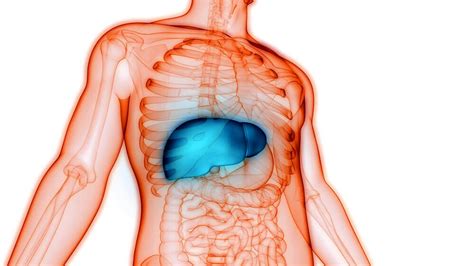 Anatomía Del Hígado — Mejor Con Salud