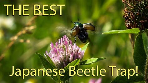 The Best Japanese Beetle Trap I Have Ever Used Period No