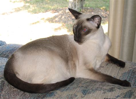 Siamese Cat Breeds Facts And Health Care Guide Update