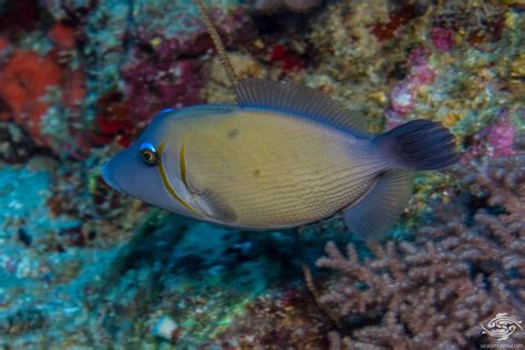 Boomerang Triggerfish Facts And Photographs Seaunseen