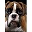 Beautiful Boxer Dogs 27 Amazing Pics  Talk To