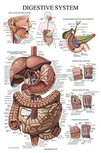 10 Pack Anatomical Poster Set Laminated Muscular Skeletal Digestive Respiratory