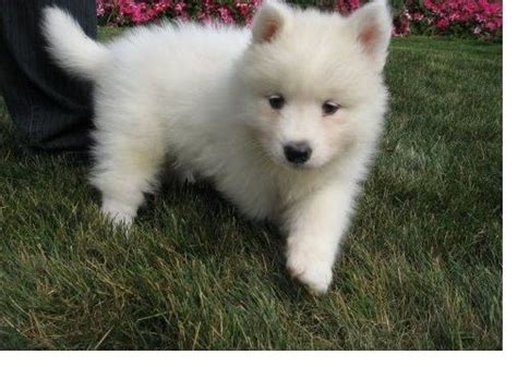 Samoyed Puppies For Sale St Petersburg Fl 329098