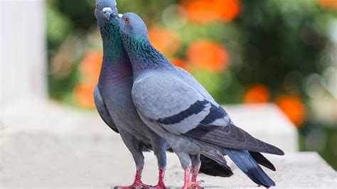 Pigeons Galluvet Birds And Fowl