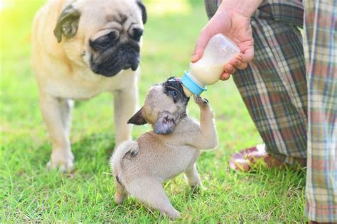 Norway is the most expensive country to buy a pug, with a price range between approx. How Much Does a Pug Cost? Puppy Prices and Expenses