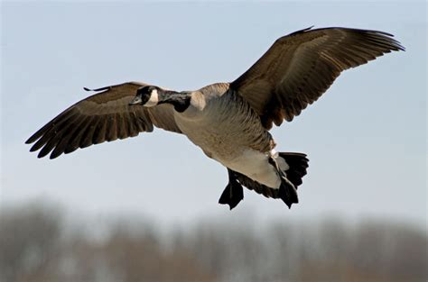 Free Download With Canadian Goose Cool Images Wallpaper With Nice