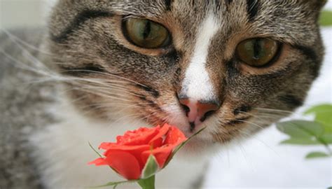 Do you love cats, but cannot adopt one due to allergy problems? What Flowers Are Poisonous to Cats? | Garden Guides