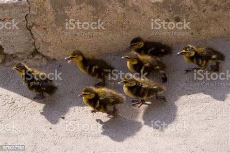 Bebek Dengan Bebek Kecil Di Jalan Foto Stok Unduh Gambar Sekarang