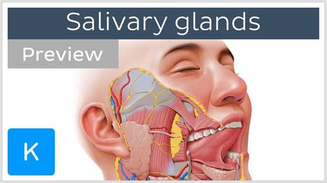 Glandulas Salivares Onde Ficam