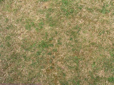 This is a category of high quality pbr ground textures. short_grass_9091044.JPG (2560×1920) | Lawn renovation ...
