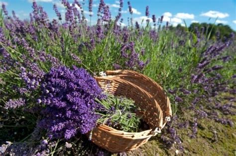 The Total Guide To Growing Harvesting And Using Lavender