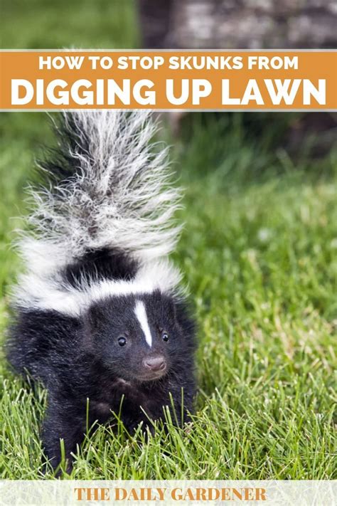 How To Stop Skunks From Digging Up Lawn Skunk Backyard Lawn