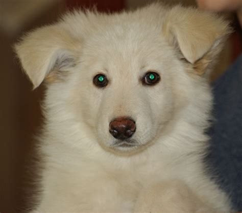 Long haired blue german shepherd pup : LONG HAIRED WHITE GERMAN SHEPHERDS PUPPY FOR SALE ...