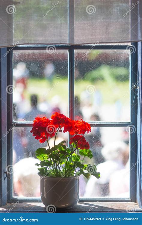 Red Geranium In White Pot On Window Ledge Stock Image Image Of