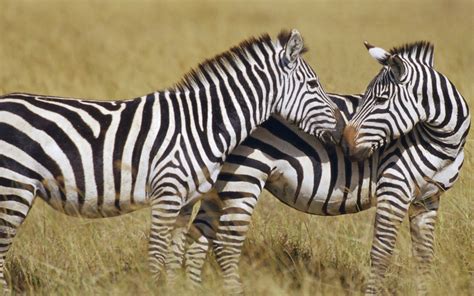 Black And White Zebra Colors Photo 34705011 Fanpop